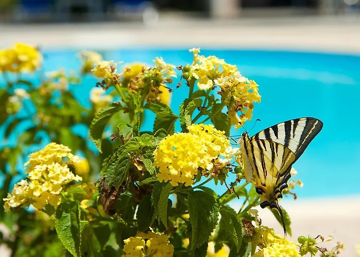Nikos And Apartment Sami (Kefalonia)