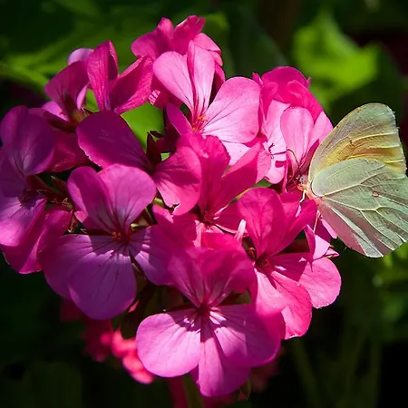 Nikos And Апартаменты